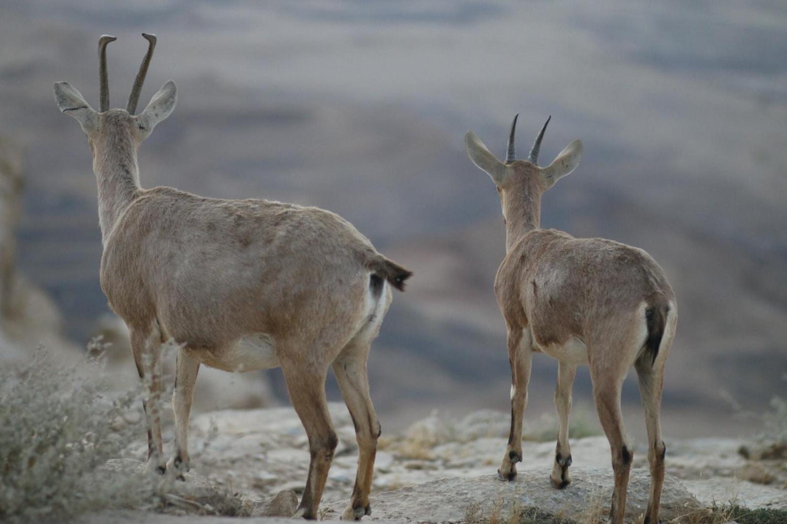 Ibex Unique Desert Inn Mitzpe Ramon Exterior photo