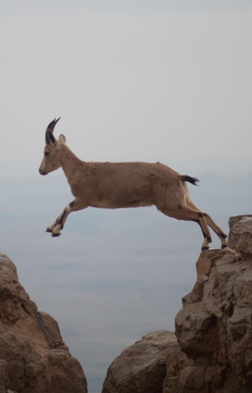 Ibex Unique Desert Inn Mitzpe Ramon Exterior photo